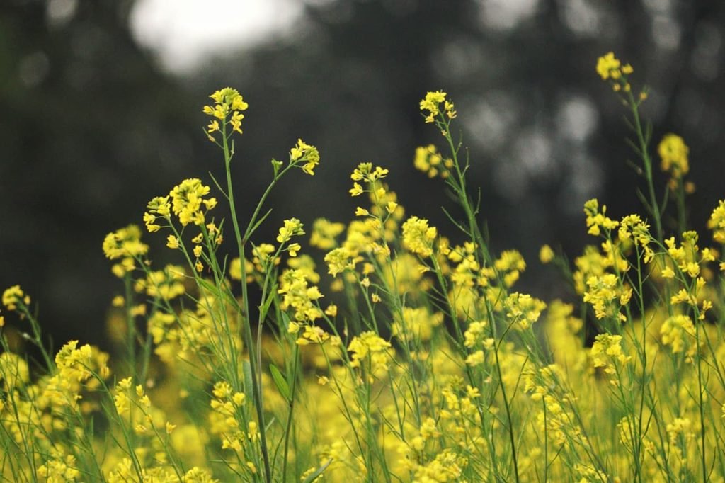 कम लागत में अधिक मुनाफे वाली फसलें