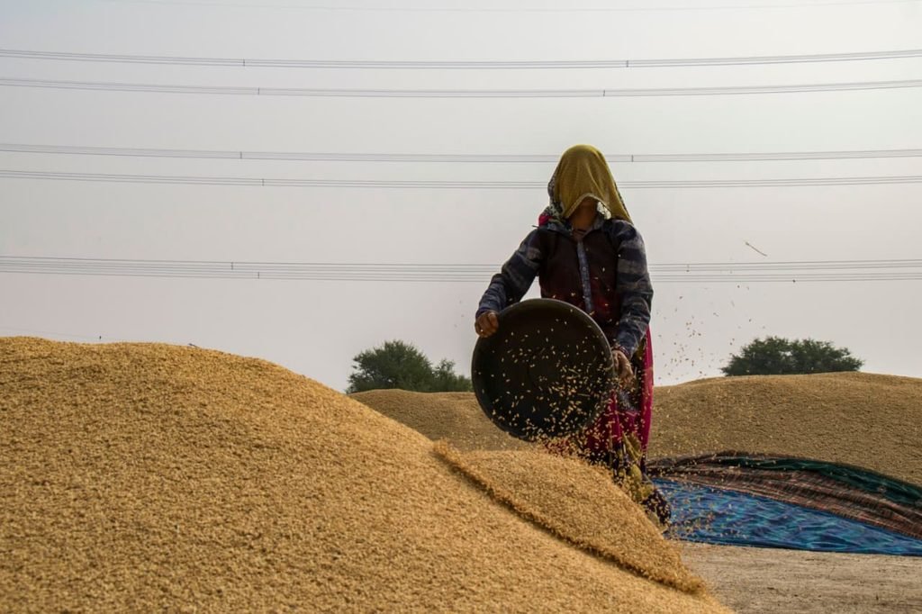 धान की खेती में गिरावट! पराली के नए नियम जानें