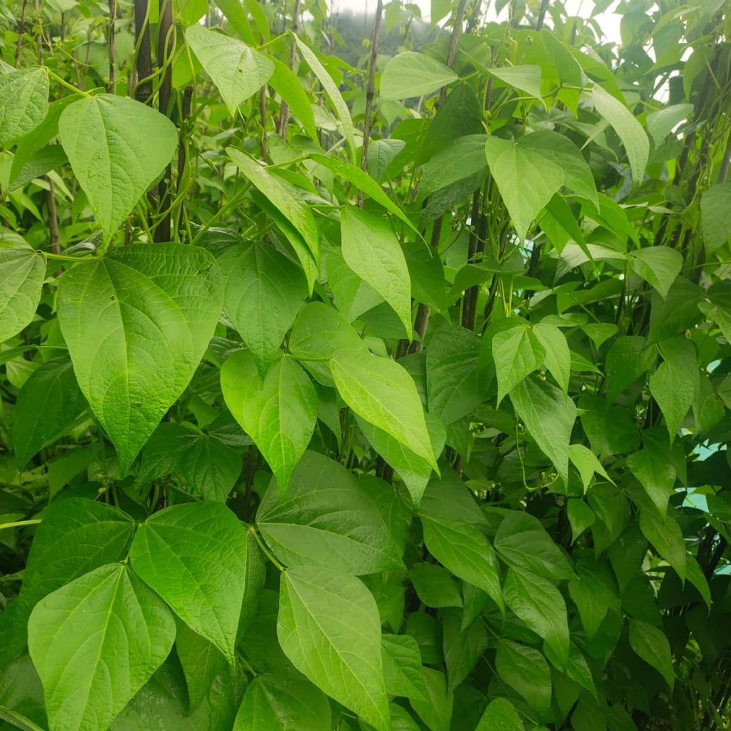 ऑर्गेनिक राजमा खेती: बीज से कटाई तक संपूर्ण गाइड