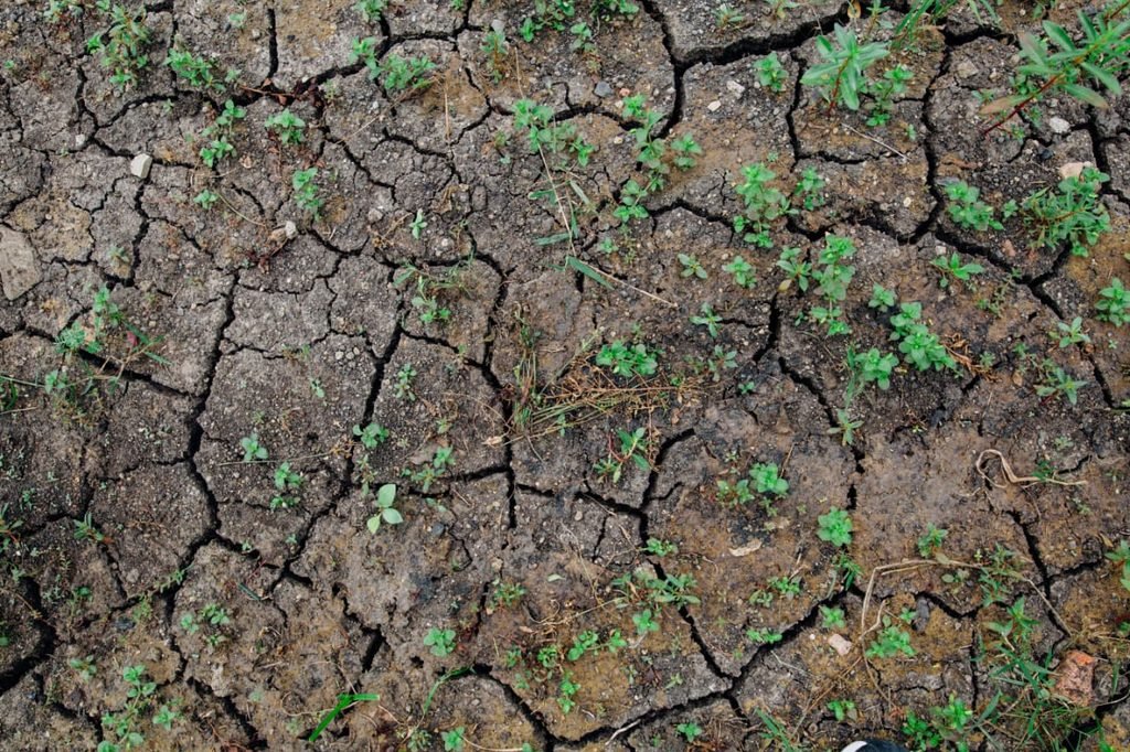 कम बारिश में रबी फसल की तैयारी कैसे करें?