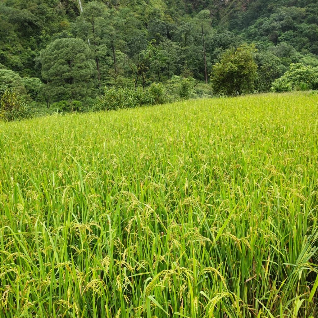 सबसे अधिक उपज देने वाली धान की वैरायटी